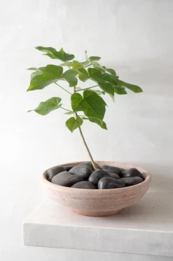 PLANT Ada, rosa Online