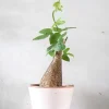PLANT Adenia viridiflora Outlet