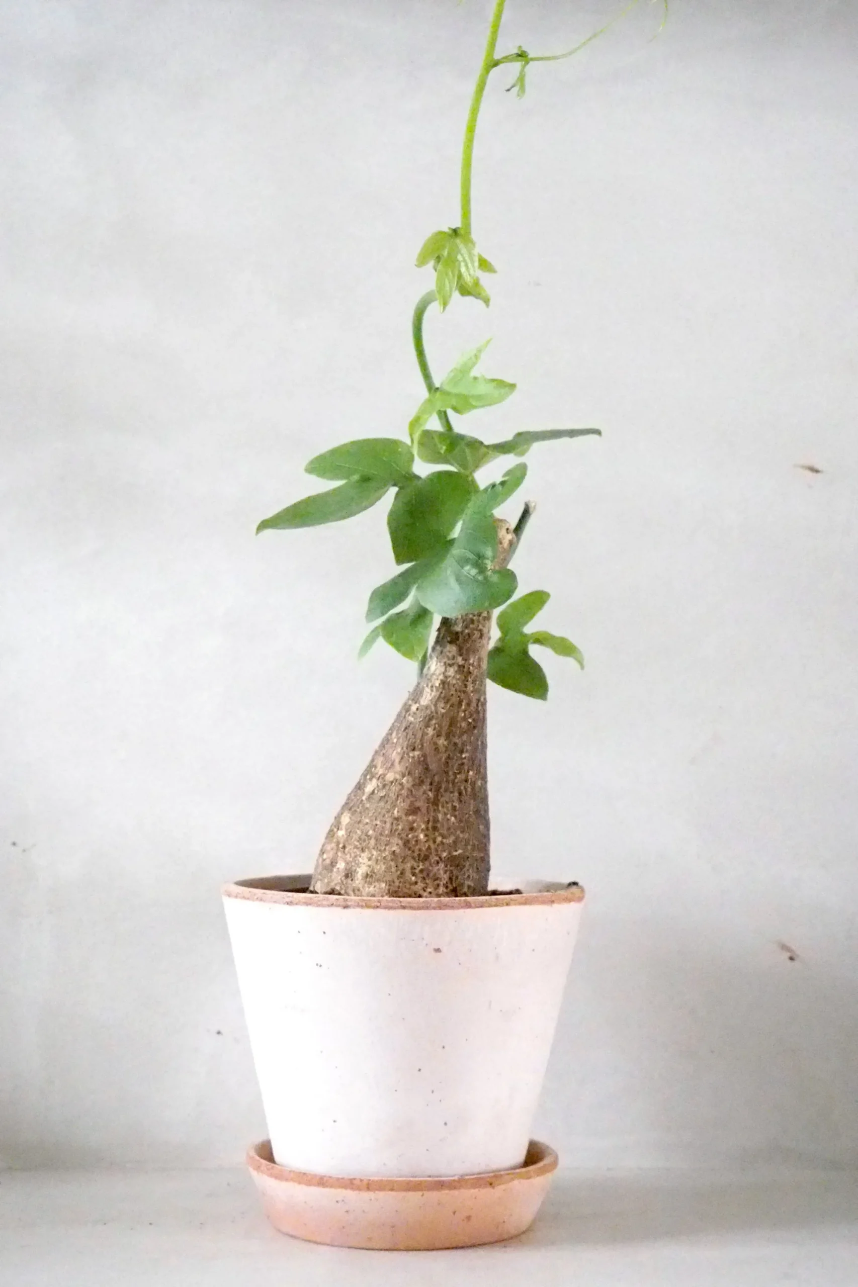 PLANT Adenia viridiflora Outlet