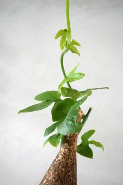 PLANT Adenia viridiflora Outlet