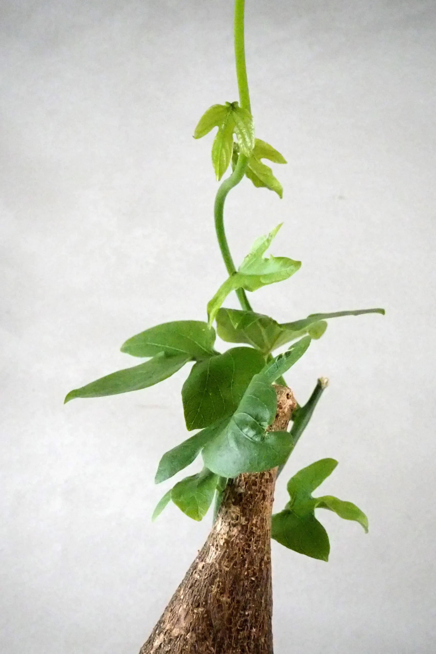 PLANT Adenia viridiflora Outlet