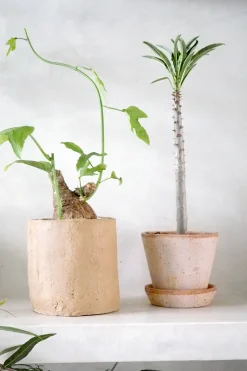 PLANT Adenia viridiflora Outlet