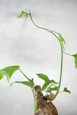 PLANT Adenia viridiflora Outlet