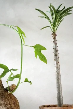PLANT Adenia viridiflora Outlet