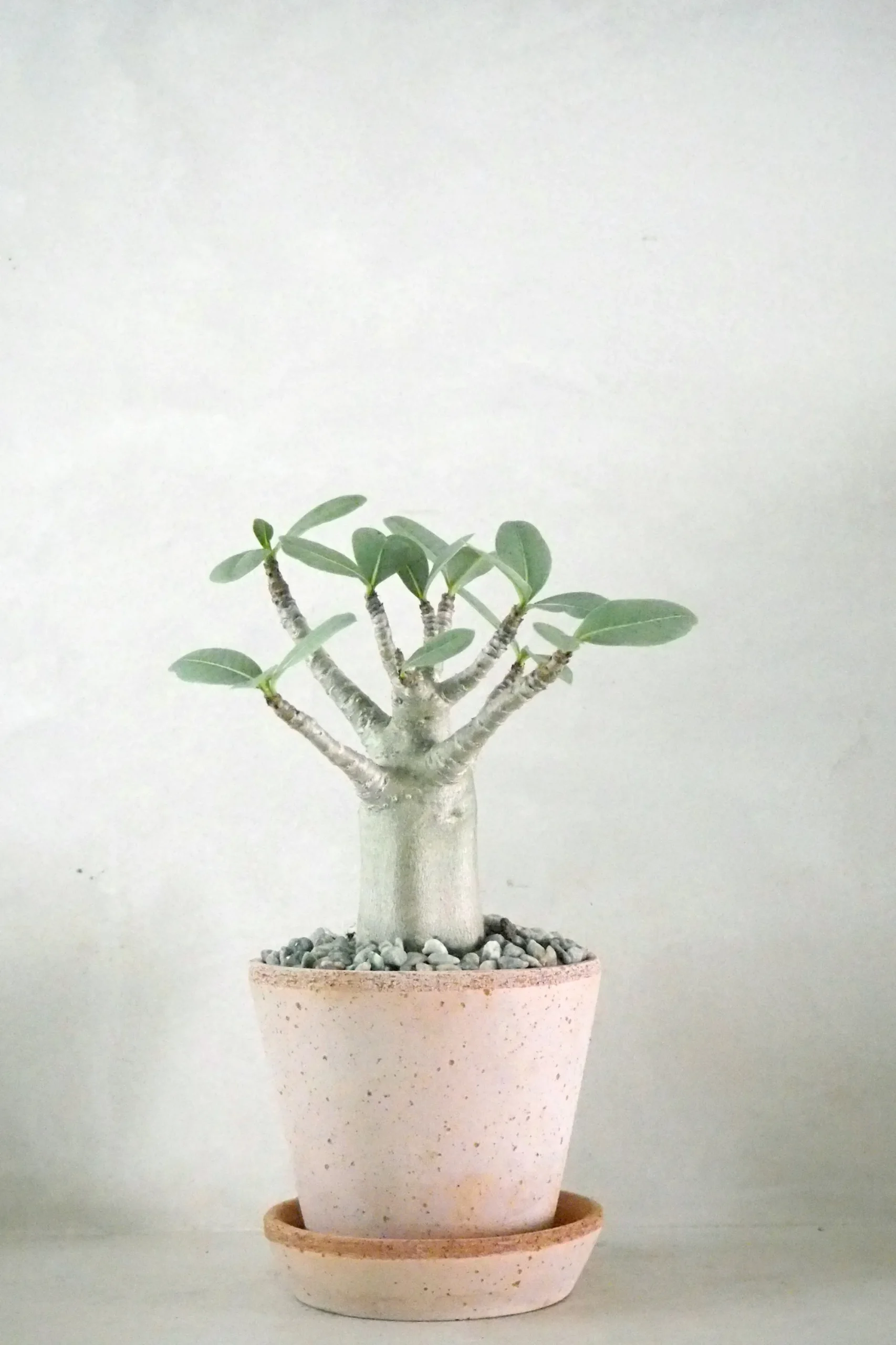 PLANT Adenium ansu "mini baobab" Clearance