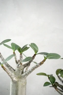 PLANT Adenium ansu "mini baobab" Clearance