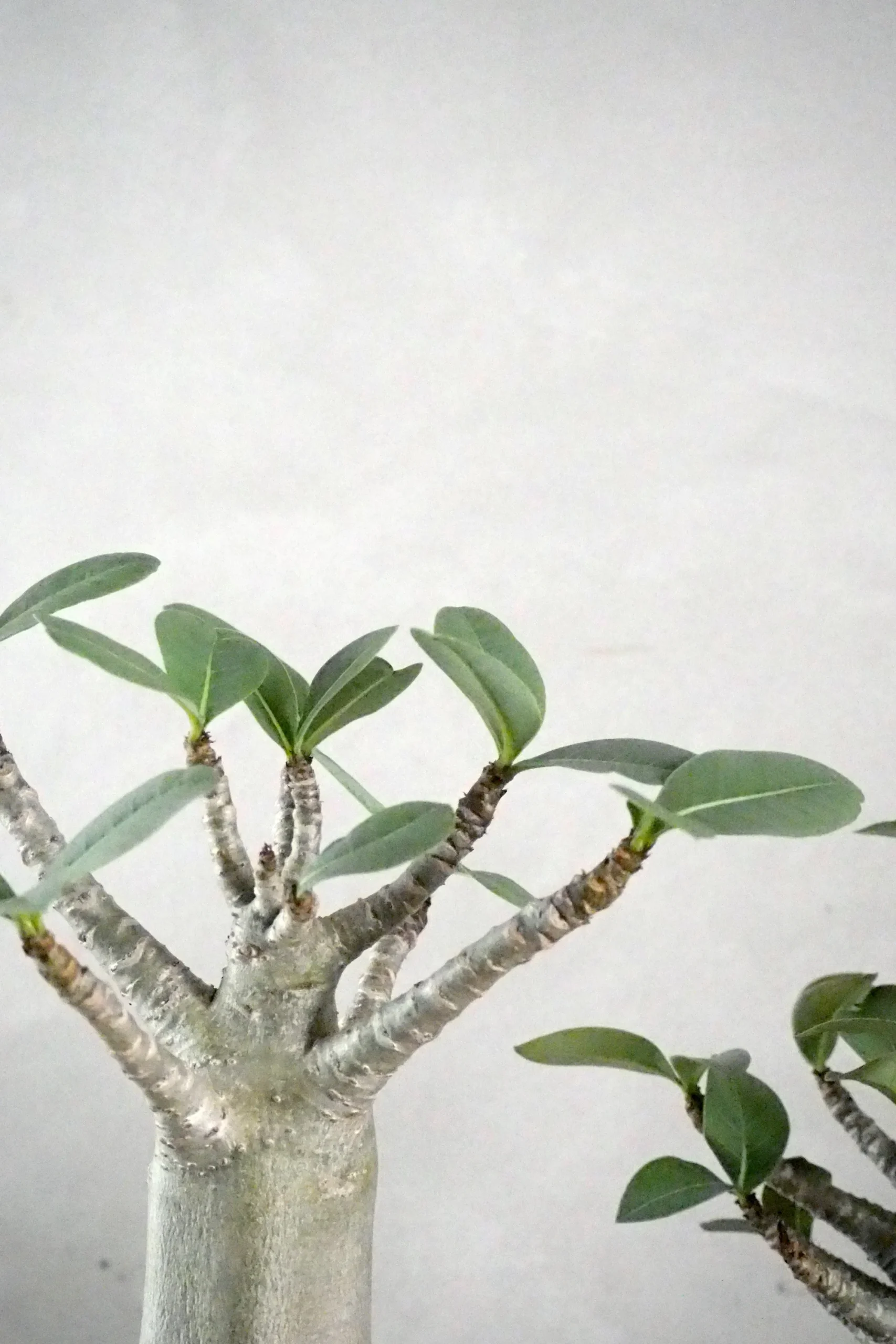 PLANT Adenium ansu "mini baobab" Clearance