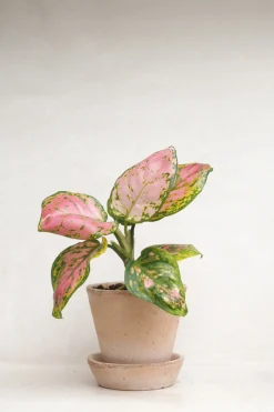 PLANT Aglaonema Spotted Star Discount