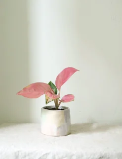 PLANT Aglaonema Spotted Star Discount