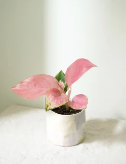 PLANT Aglaonema Spotted Star Discount