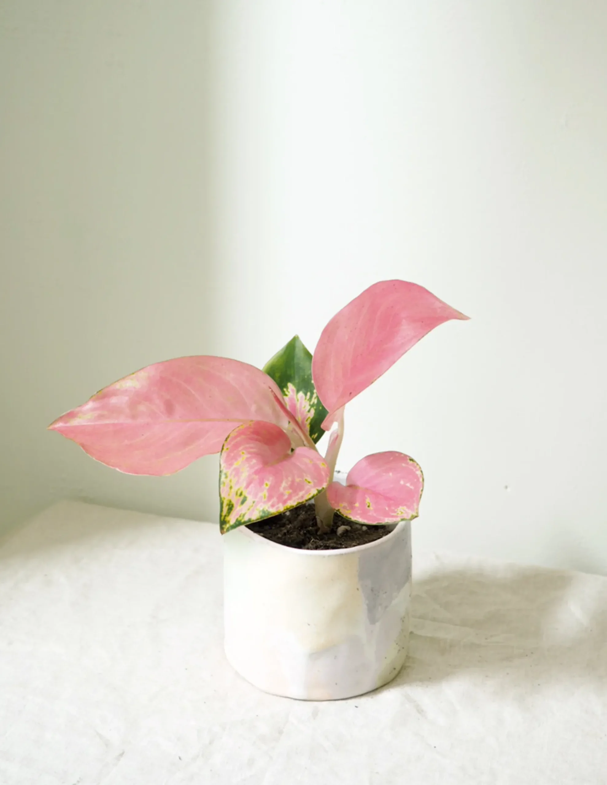 PLANT Aglaonema Spotted Star Discount