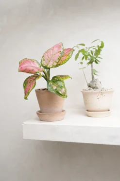 PLANT Aglaonema Spotted Star Discount