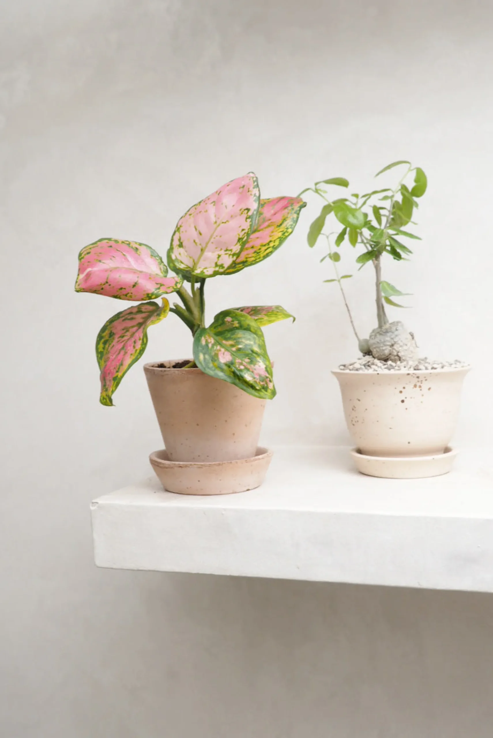 PLANT Aglaonema Spotted Star Discount