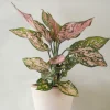PLANT Aglaonema Spotted star, medium Best