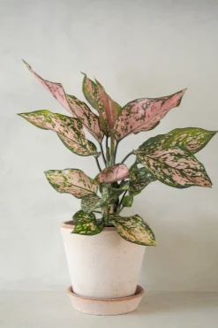 PLANT Aglaonema Spotted star, medium Best