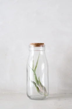 PLANT Air i glas Sale