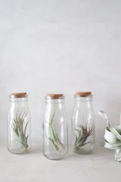 PLANT Air i glas Sale