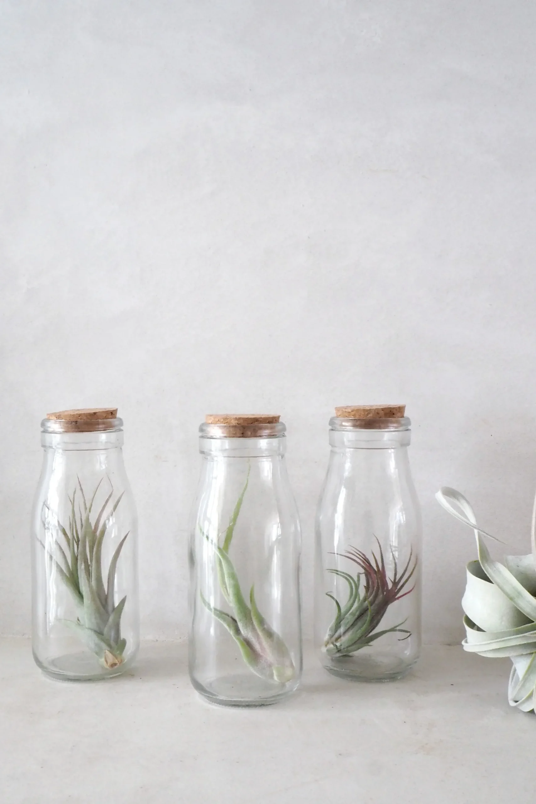 PLANT Air i glas Sale