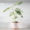 PLANT Alocasia camouflage Best