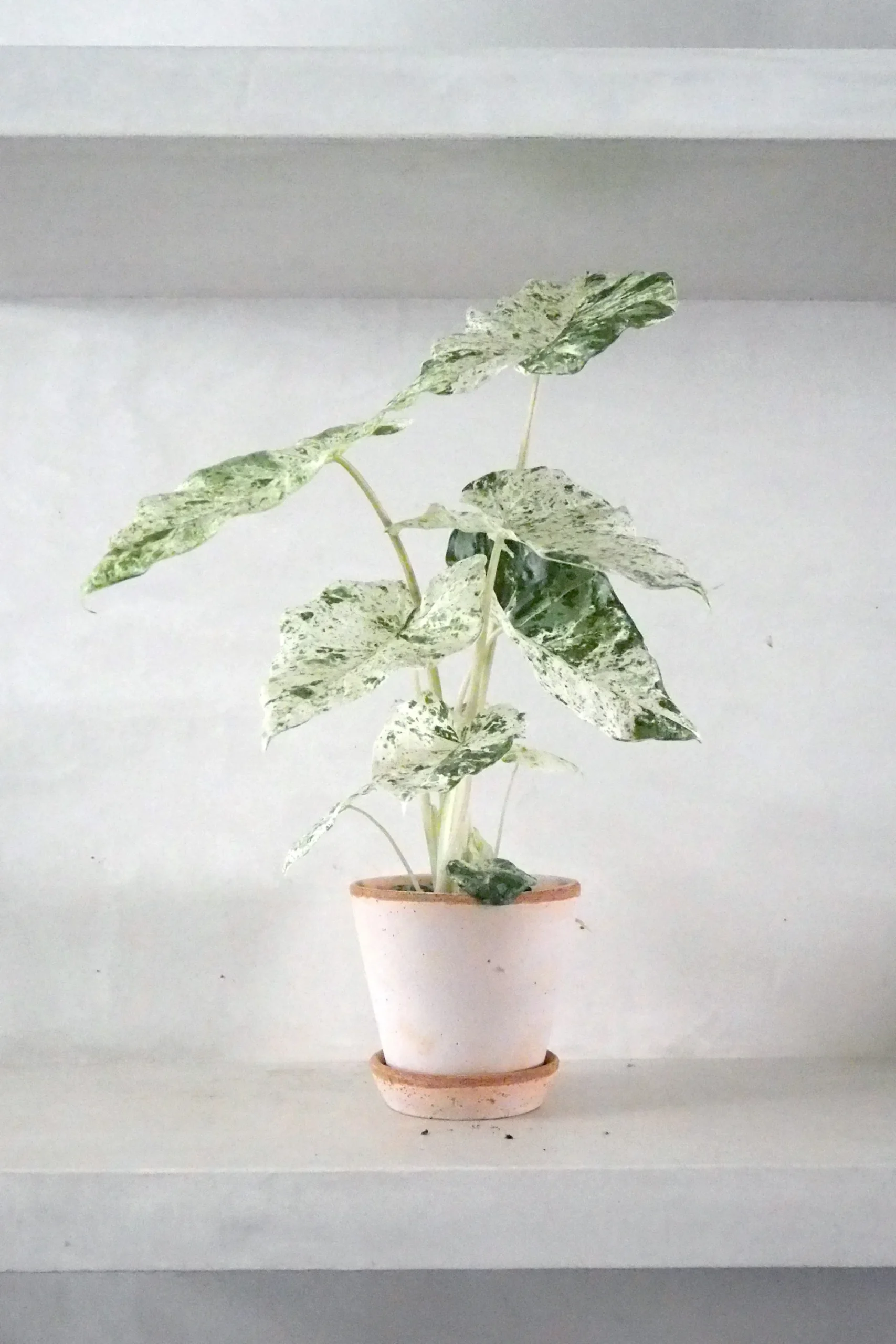 PLANT Alocasia camouflage Best