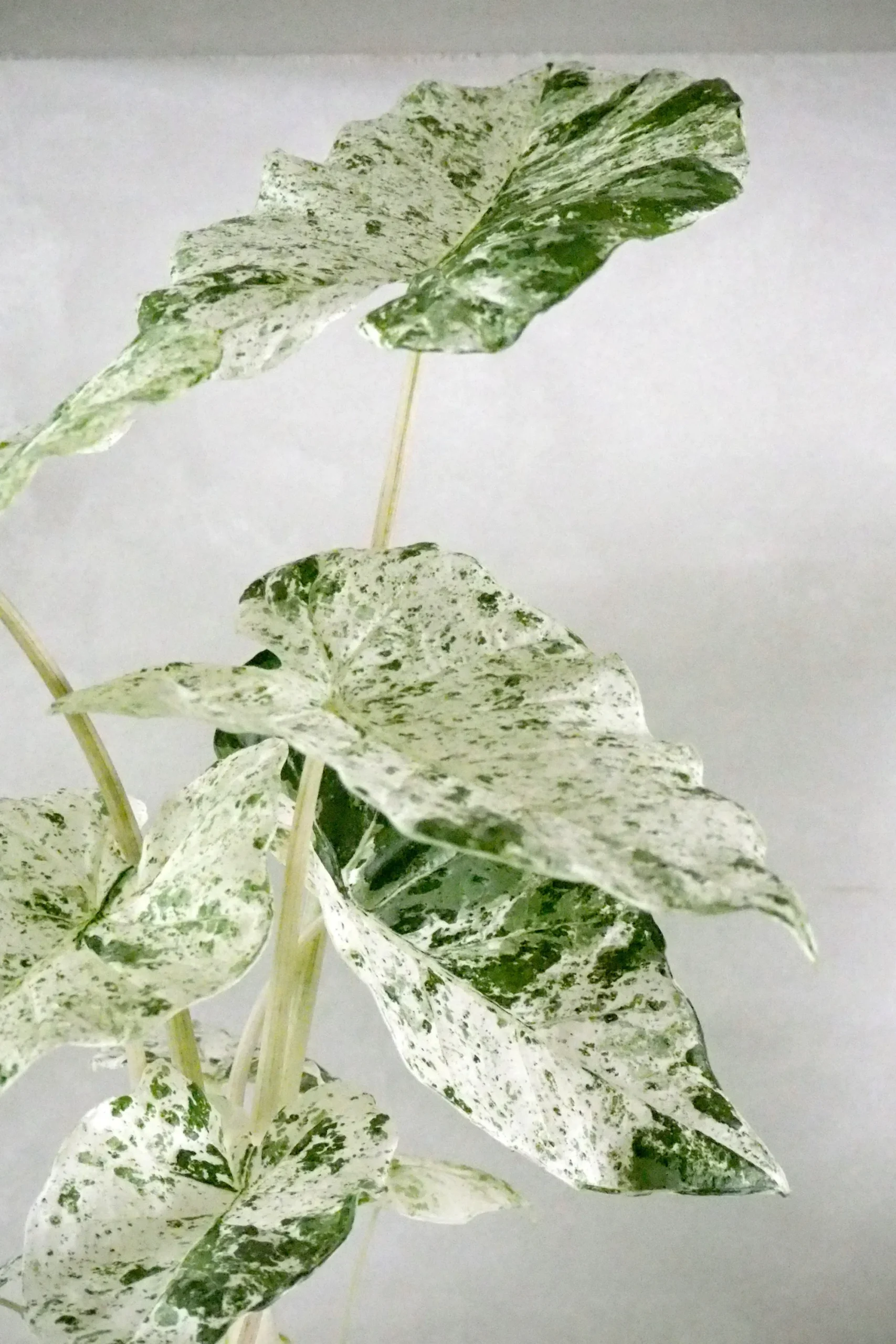 PLANT Alocasia camouflage Best
