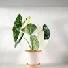 PLANT Alocasia frydek variegata Discount
