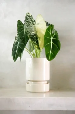 PLANT Alocasia frydek variegata Discount