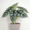 PLANT Alocasia Silver Scale Best