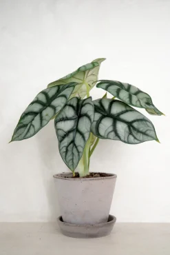 PLANT Alocasia Silver Scale Best