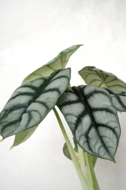 PLANT Alocasia Silver Scale Best