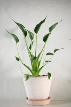 PLANT Alocasia Tiny dancer Best