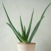 PLANT Aloe Vera Outlet