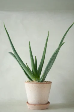 PLANT Aloe Vera Outlet