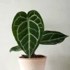 PLANT Anthurium Crystallinum New
