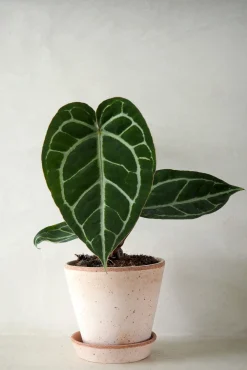 PLANT Anthurium Crystallinum New