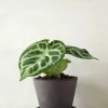 PLANT Anthurium silver Blush Outlet