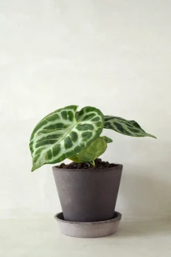 PLANT Anthurium silver Blush Outlet