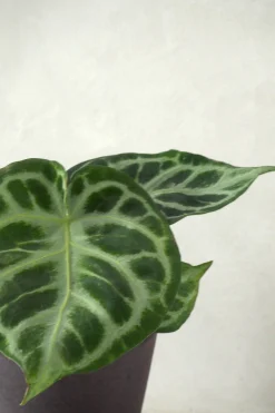 PLANT Anthurium silver Blush Outlet