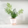 PLANT Asparagus Myriocladus Hot