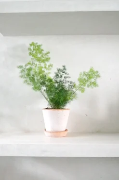 PLANT Asparagus Myriocladus Hot