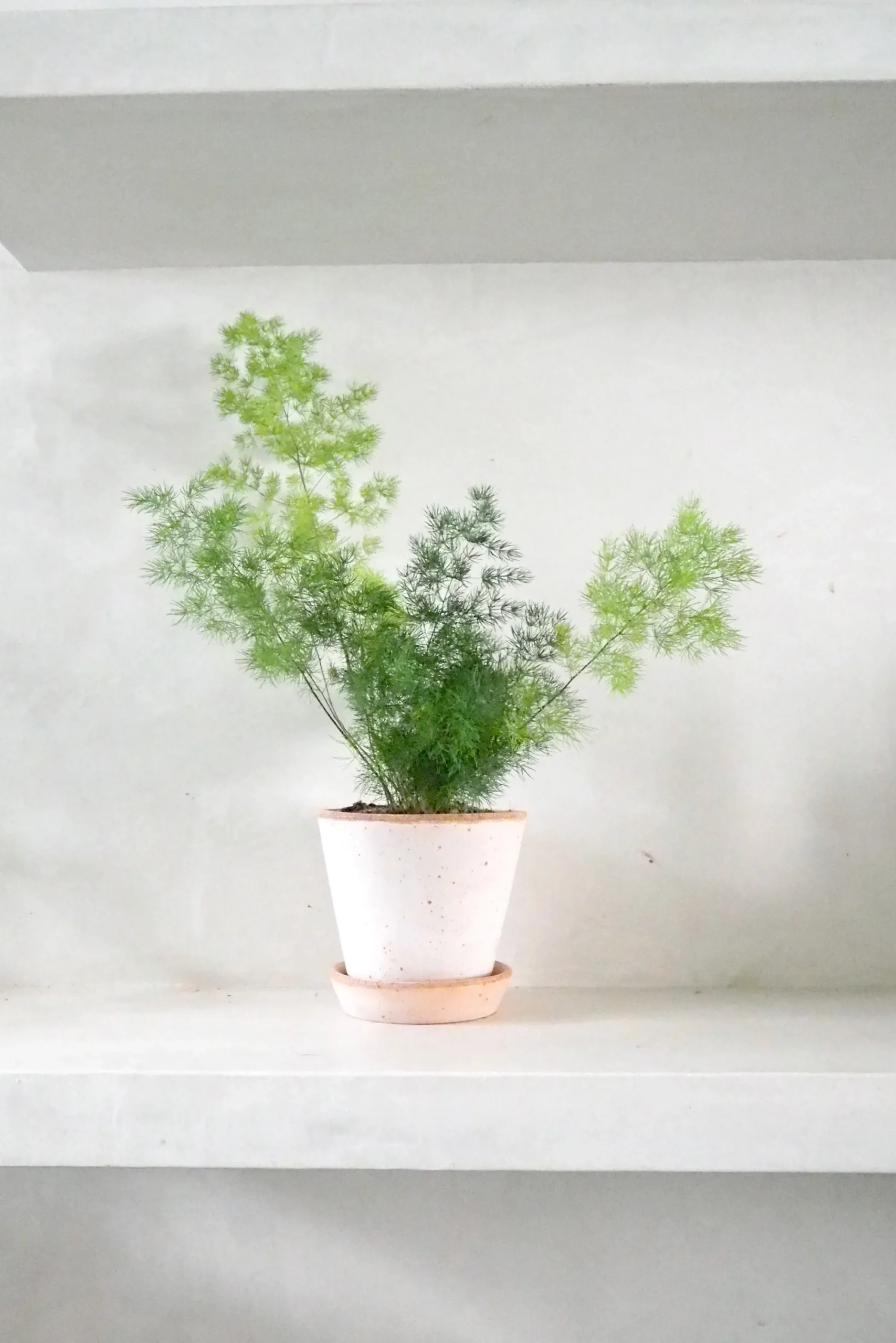 PLANT Asparagus Myriocladus Hot