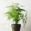 PLANT Asparagus Setaceus, stor New
