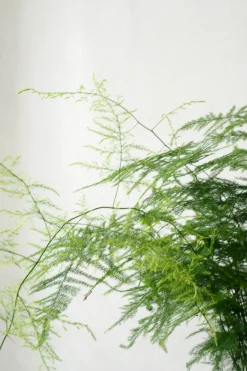 PLANT Asparagus Setaceus, stor New