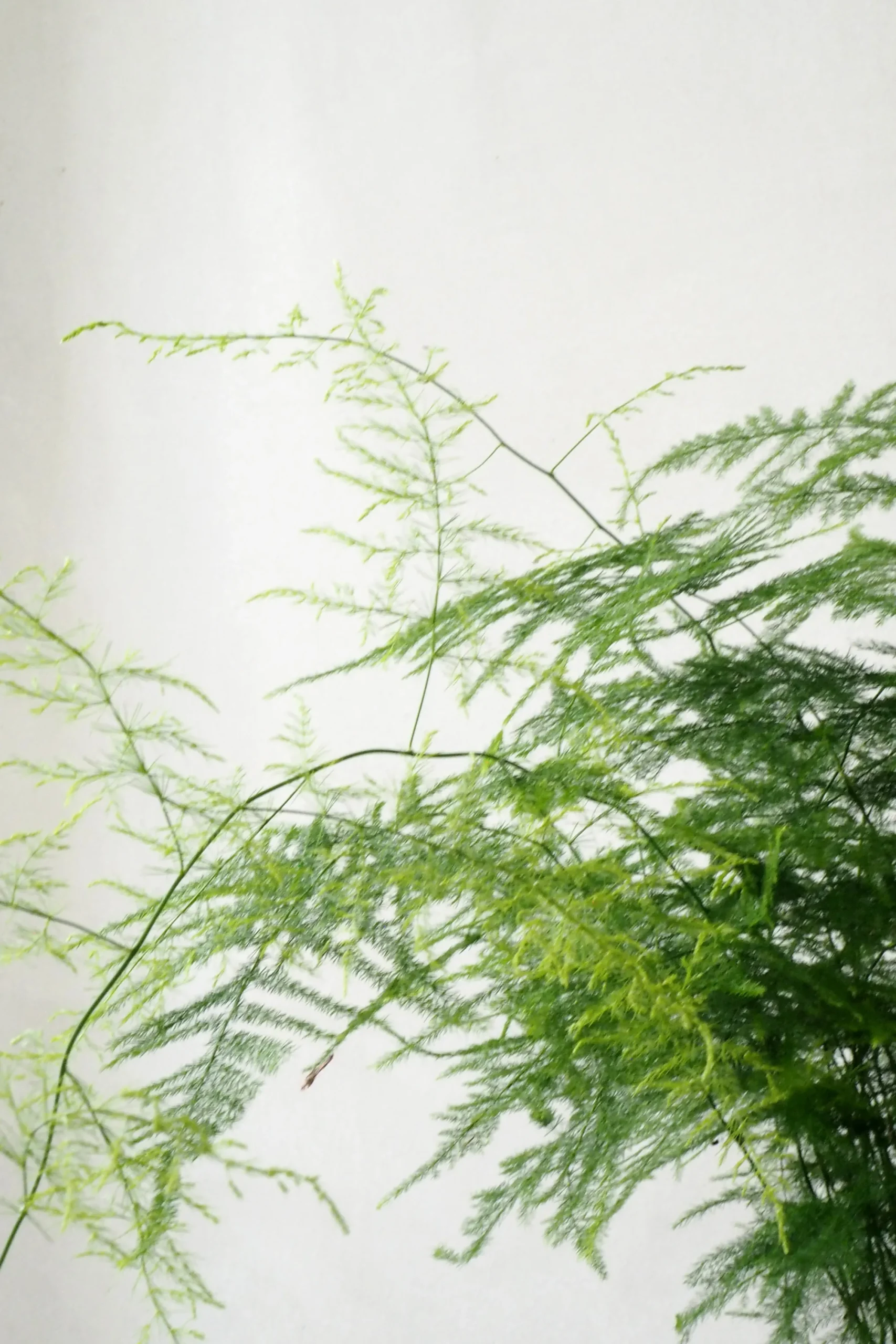 PLANT Asparagus Setaceus, stor New