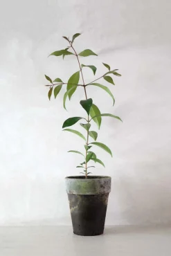 PLANT Australsk birk New