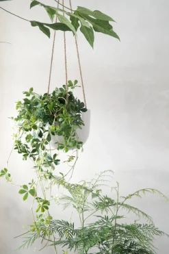 PLANT Ava hængekrukke Best