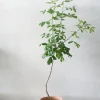 PLANT Balsamtræ Online