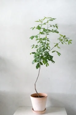 PLANT Balsamtræ Online