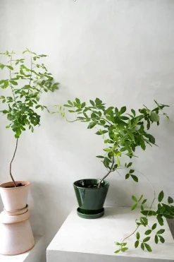 PLANT Balsamtræ Online