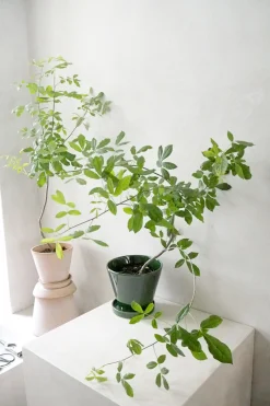 PLANT Balsamtræ Online
